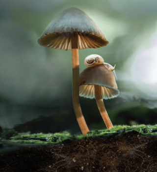 fantastic fungi poster