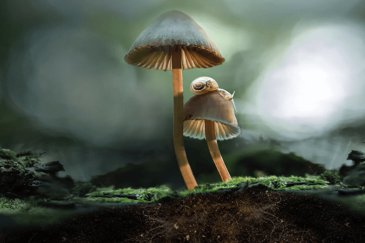 fantastic fungi poster