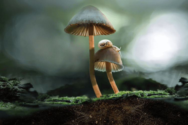 fantastic fungi poster-magic mushroom 