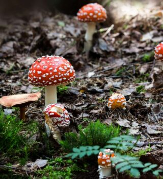 sacred mushrooms
