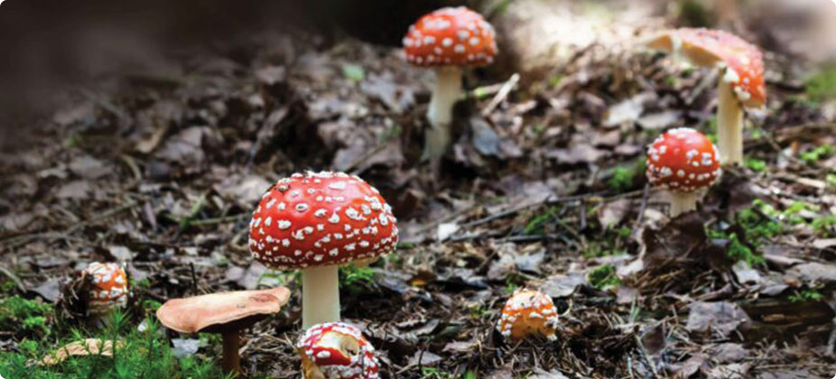 truffles vs magic mushrooms