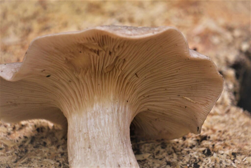 Ketamine vs Psilocybin: A Clear Comparison for Psychedelic Therapy