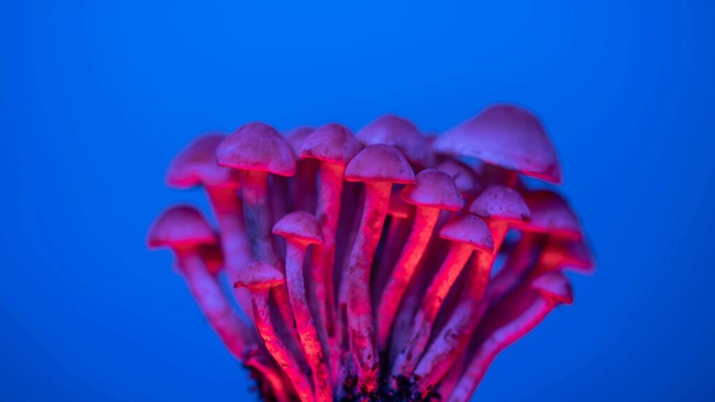 Ketamine vs Psilocybin: A Clear Comparison for Psychedelic Therapy