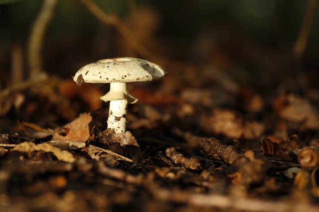 MDMA vs Psilocybin